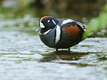 Harlequin Duck portfolio