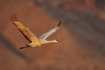 Sandhill Crane flying wings up, Bosque del Apache, New Mexico