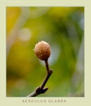Aesculus glabra