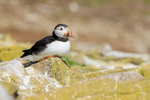 Atlantic Puffin sitting on rock, Farne Islands