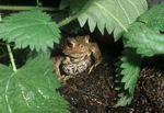 Common Toad