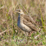 Possible African Pipit?