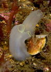 Ciona intestinalis