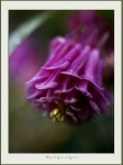 Aquilegia vulgaris 2