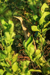 Yellow Bittern (juvenile), Mekong Delta, Vietnam