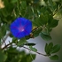 Blue-flower-1-0532