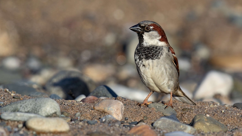 House Sparrow - Kildonan - Isle of Arran - Scotland
