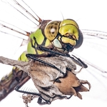 southern hawker (Aeshna cyanea) â