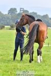 Abbie's 1st Group - Dressage portfolio
