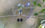 Marvellous Spatuletail Male