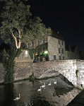 Swans Scene, Bruges