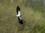 Lapwing