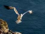 Gannet