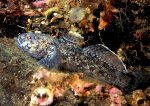 Gobius paganellus