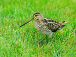 Snipe at Hotel Rauðaskriða, Iceland