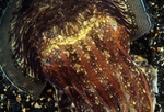 Sepia officinalis