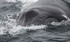 Humpback whale, Azores
