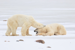 Polar Bear bites during sparring, Churchill, Canada