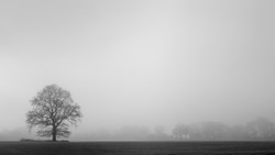 Tree Line Mist