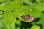 Speckled Wood