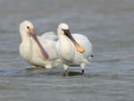 Spoonbills (adult & juvenile) in the lagoon on Brownsea Island