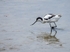 Avocet