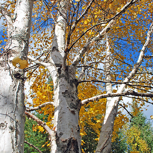 White birches with their golden yellow hues in striking contrasting against it's white paper bark are spectacle to be…