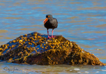 Sooty Oyster Catcher 7