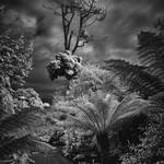 The Witch's Tree, Heligan