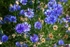 Cornflowers