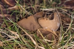 Brown Cup
