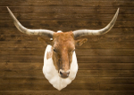 Longhorn - Joe Reeves