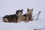 Huskies 2658