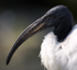 Captain Beaky