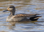 Gadwall
