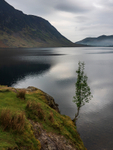 Crummock Water Tree