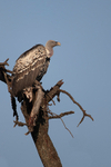 Ruppell's Vulture