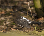 Blackbird