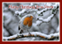 XMO90 New 2026 Snowy Devon Robin