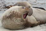 Elephant Seal