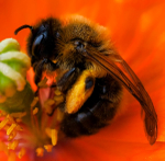 The Bee in the Poppy