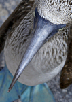 Blue-footed Booby 1
