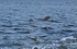 Bottlenose Dolphin