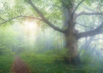 Spirit of the Forest
