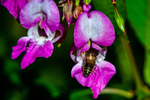 Himalayan Balsam Impatiens glandulifera 9332