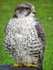 Saker Falcon