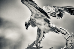 Wildlife Africa portfolio