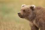 Grizzly Bear cub close side view, Lake Clark National Park, Alaska