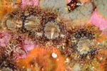 Sagartia elegans