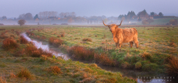 Highland Cow 023